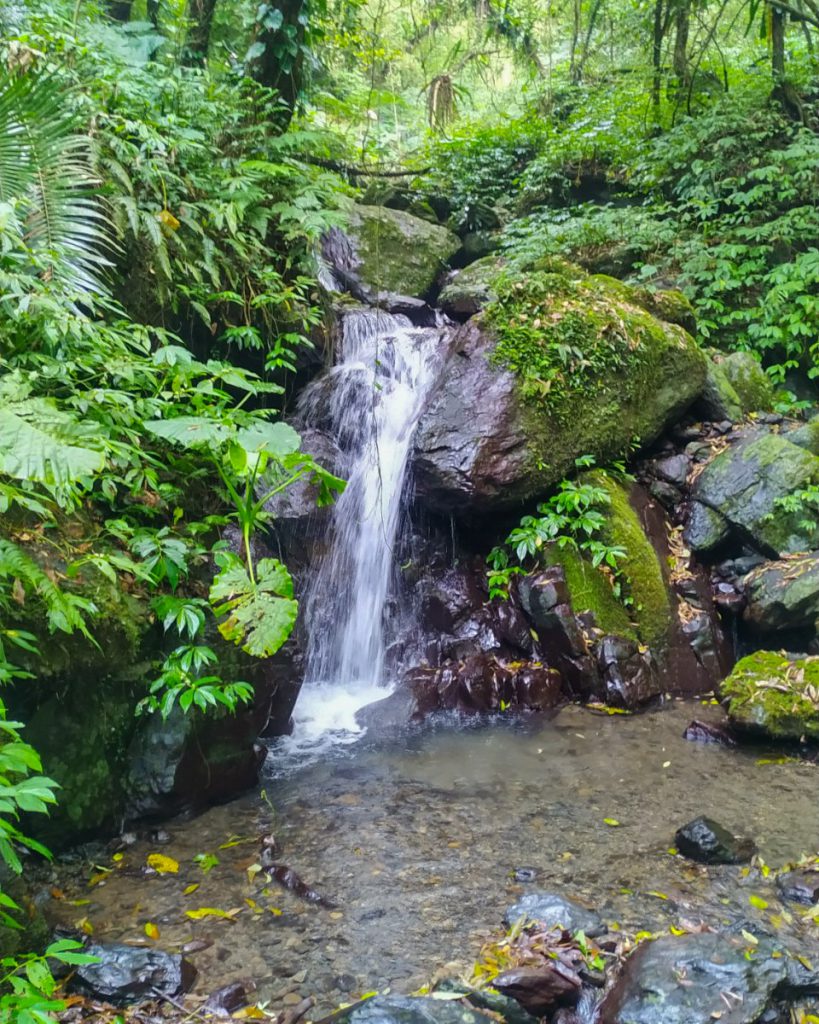 台灣_宜蘭_抹茶山03_210521_吳巧茹