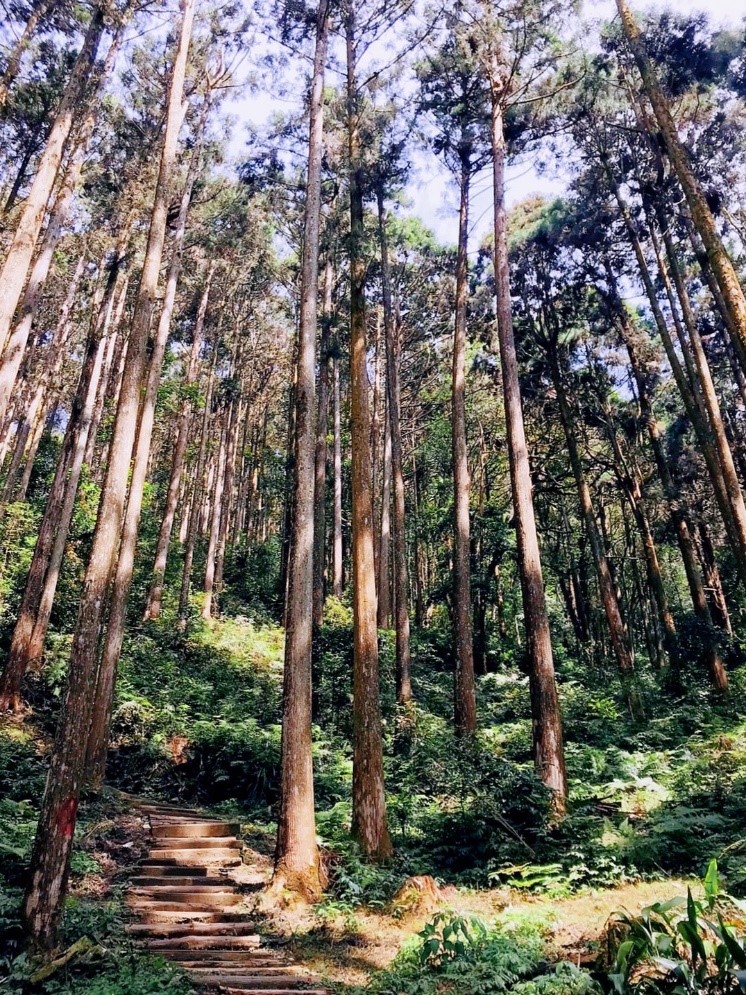 藤枝國家森林