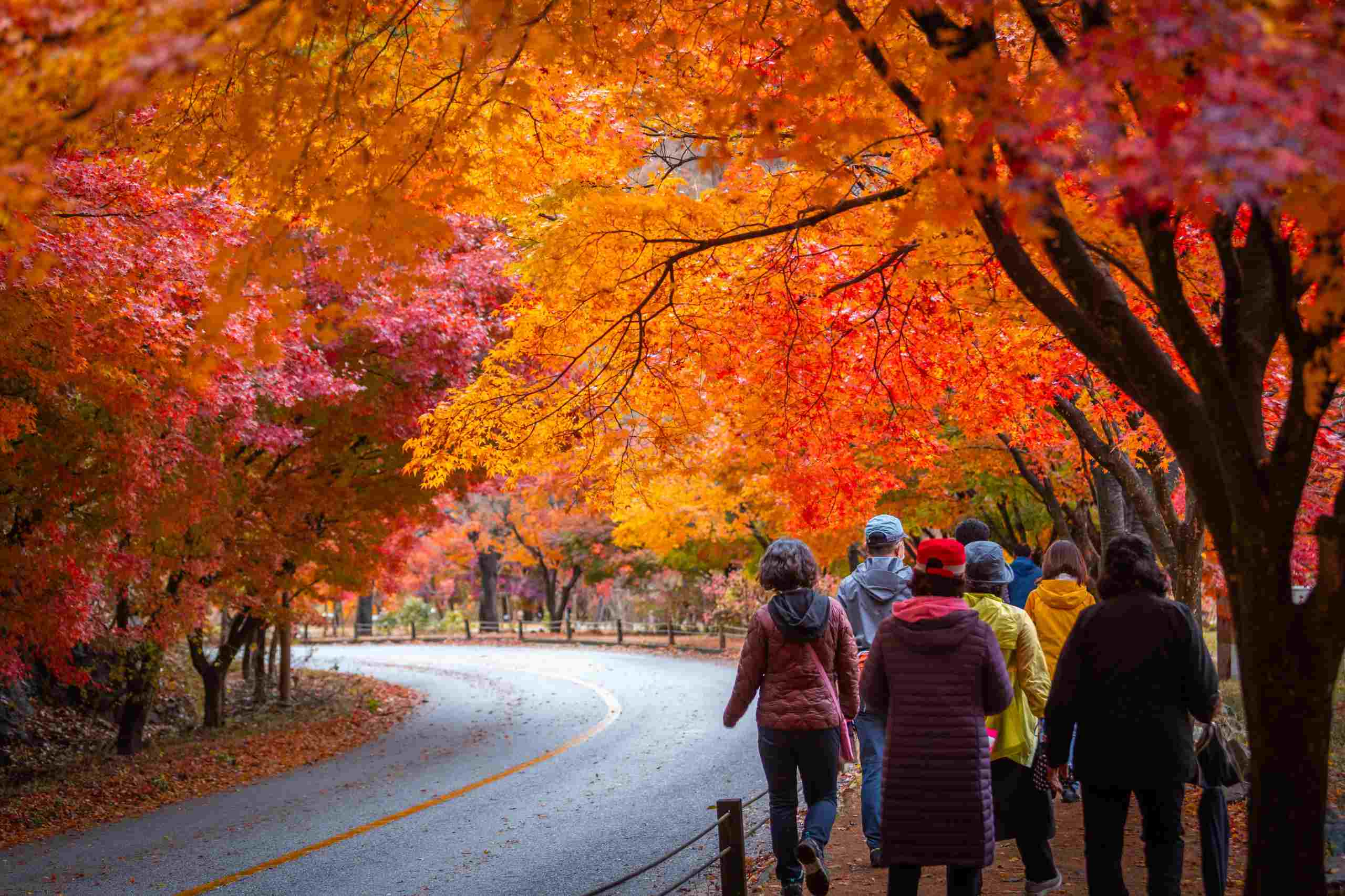 秋季來韓國旅遊賞鮮紅與金黃色的楓葉，天氣轉涼時，記得要用多層式舒適地簡單包裹，保暖同時穿搭時尚。