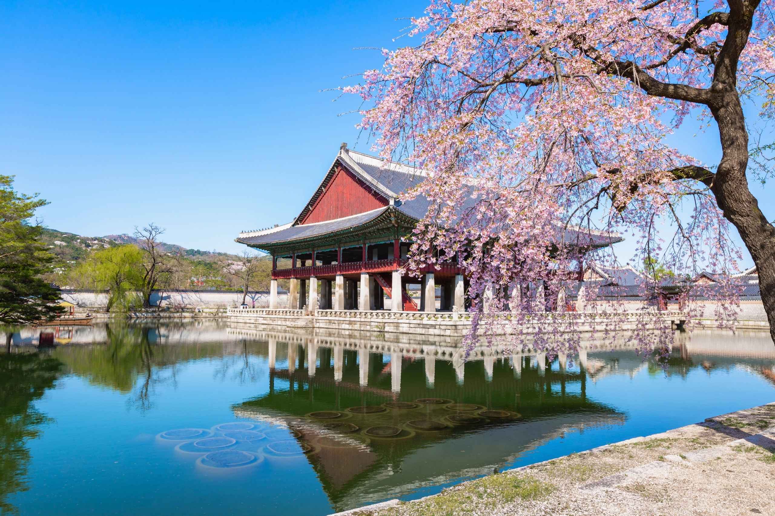 韓國首爾春日的景福宮與櫻花樹。（圖片來源：Shutterstock）
