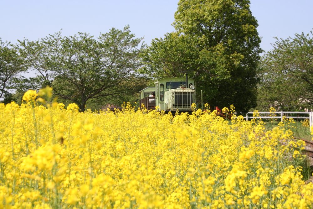 成田夢牧場油菜花海，浪漫景象相當迷人。（圖片來源：成田夢牧場官網）