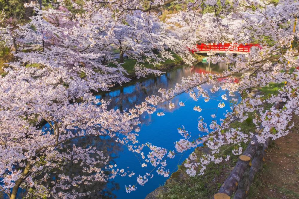 青森縣弘前櫻花祭是日本國內知名的賞櫻景點。（圖片來源：弘前觀光 官方網站）