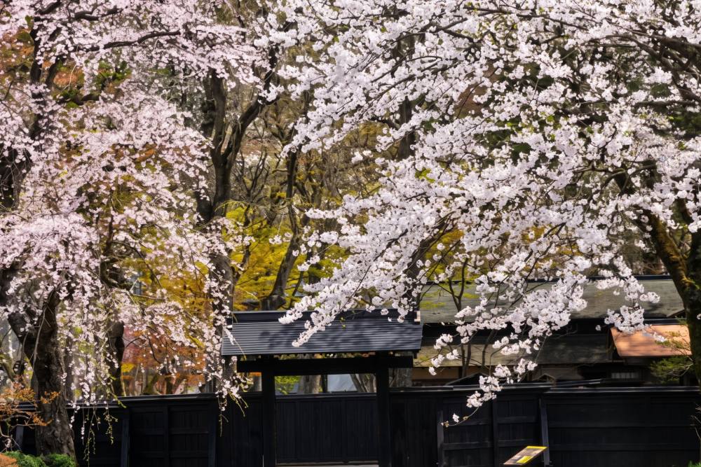 日本櫻花季角館武家屋敷黑色矮牆旁，百年枝垂櫻垂落至地面，古雅靜謐 。（圖片來源：日本觀光局官網）