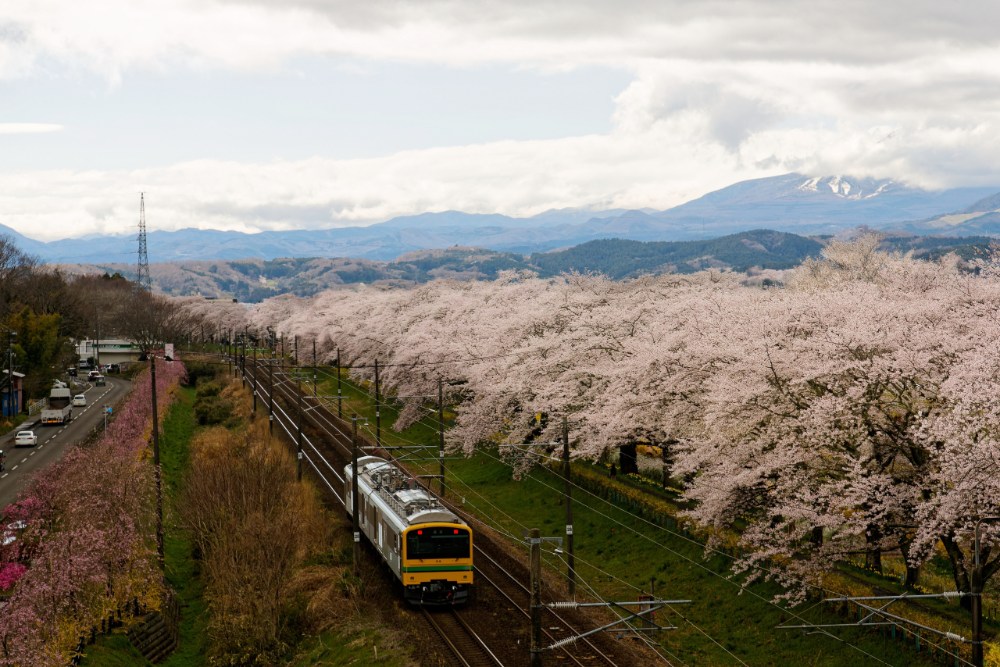 白石川堤粉色花廊延伸至遠方，背景為藏王連峰殘雪山頂。
