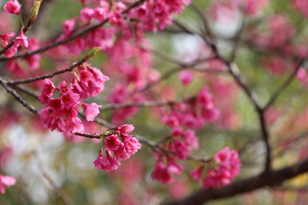 日本櫻花季緋櫻深桃紅色花朵特寫，吊鐘狀花形向下綻放。