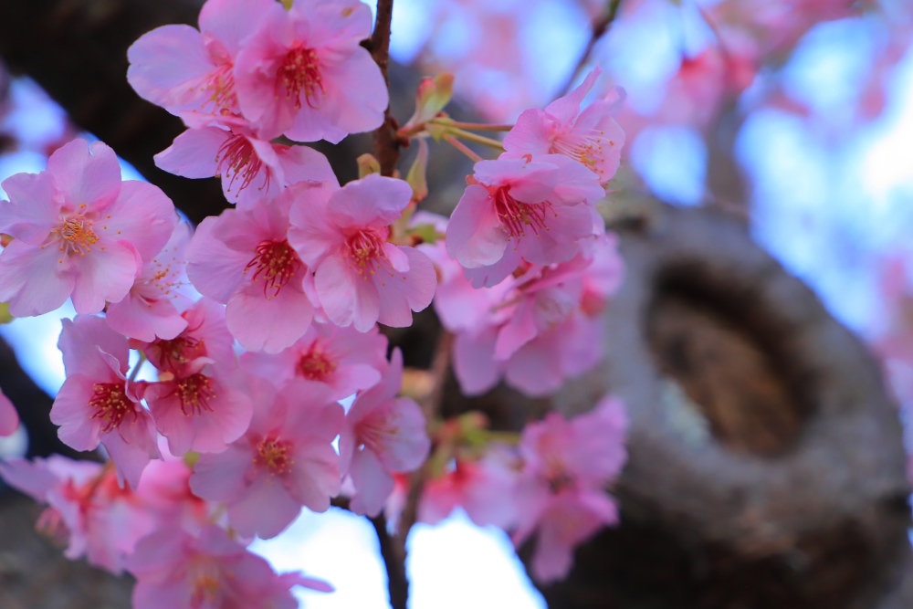 日本櫻花季河津櫻花色為飽滿鮮豔的粉紅，花形偏大，視覺上非常吸睛。