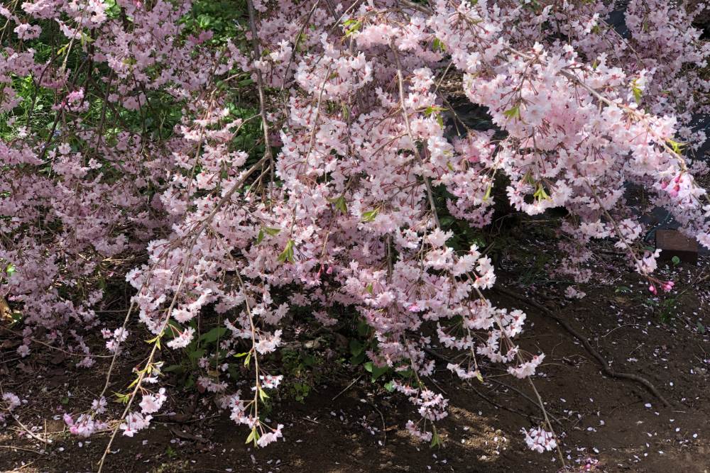 日本櫻花季枝垂櫻柔軟長枝自然垂落，花朵密集如粉色瀑布。