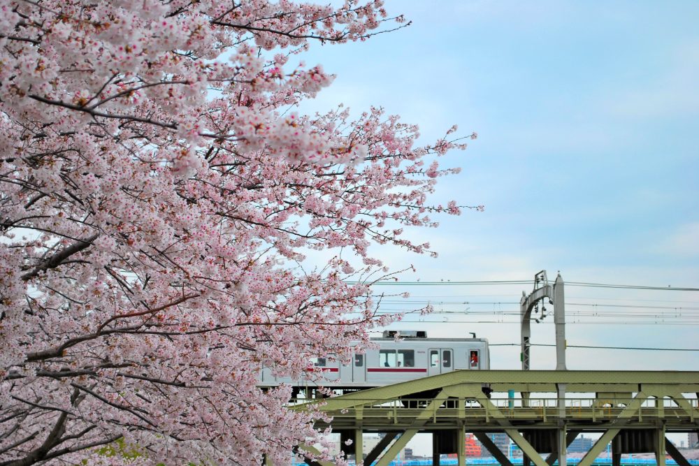 日本賞櫻地點總覽，大約從 3 月底到 5 月初，整整一個多月都能追到花。