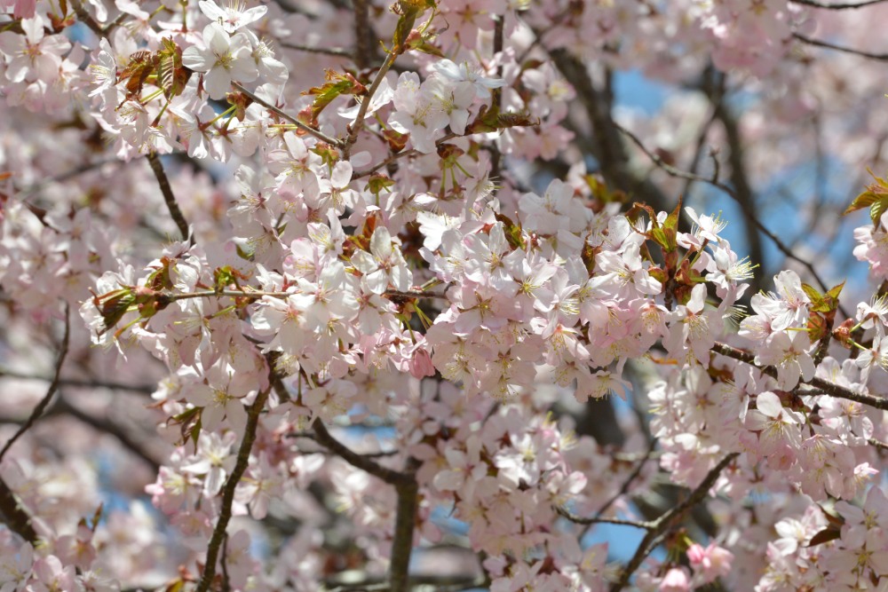 日本櫻花季北海道蝦夷山櫻花葉並茂的美感。