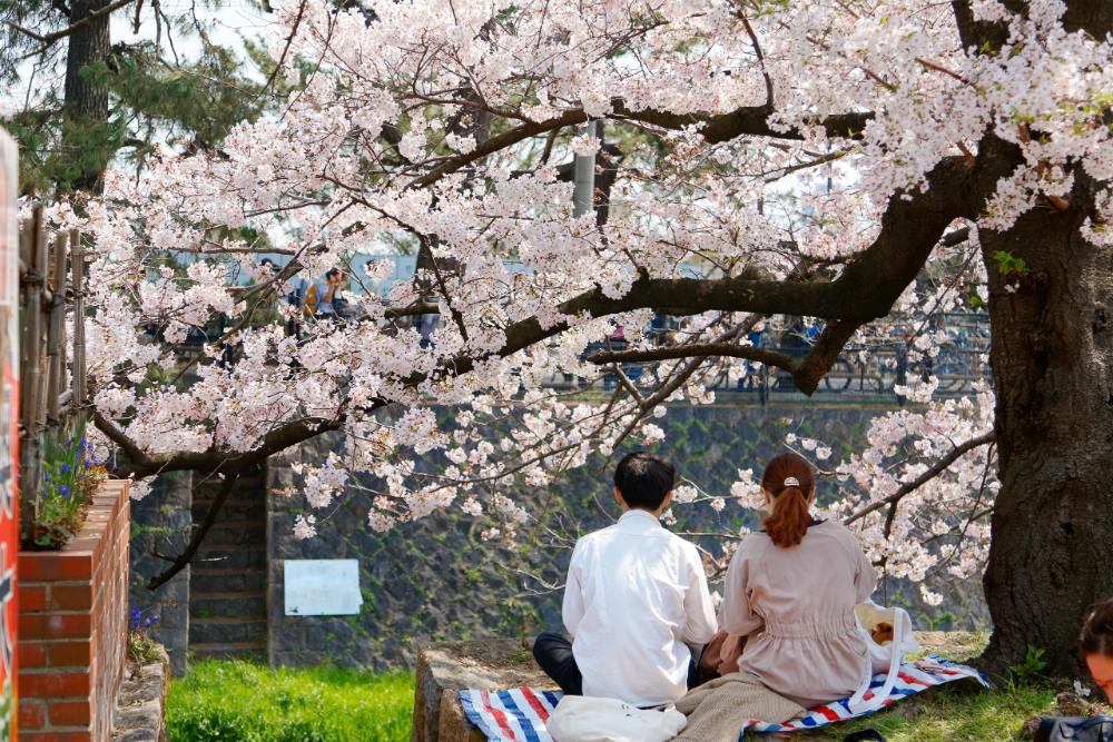 日本櫻花季期間可以去野餐賞櫻，不過各公園規則不同，建議出發前確認各景點當年公告。