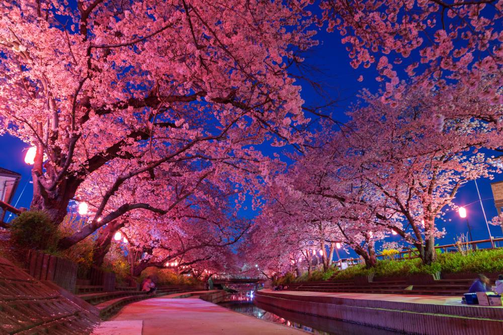 日本櫻花季兩岸老櫻花樹枝幹向河心交錯，在景觀燈照射下，呈現浪漫粉色隧道。