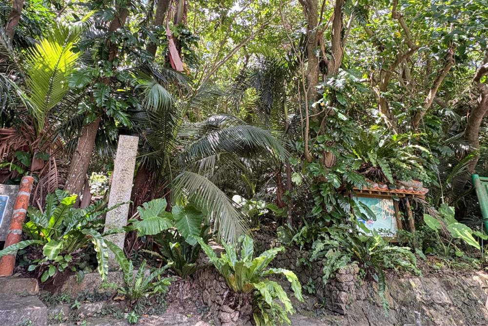 米原八重山棕櫚園，被譽為「世界上最美麗的棕櫚樹」特點是具有大波浪狀的複葉，極具觀賞價值。
