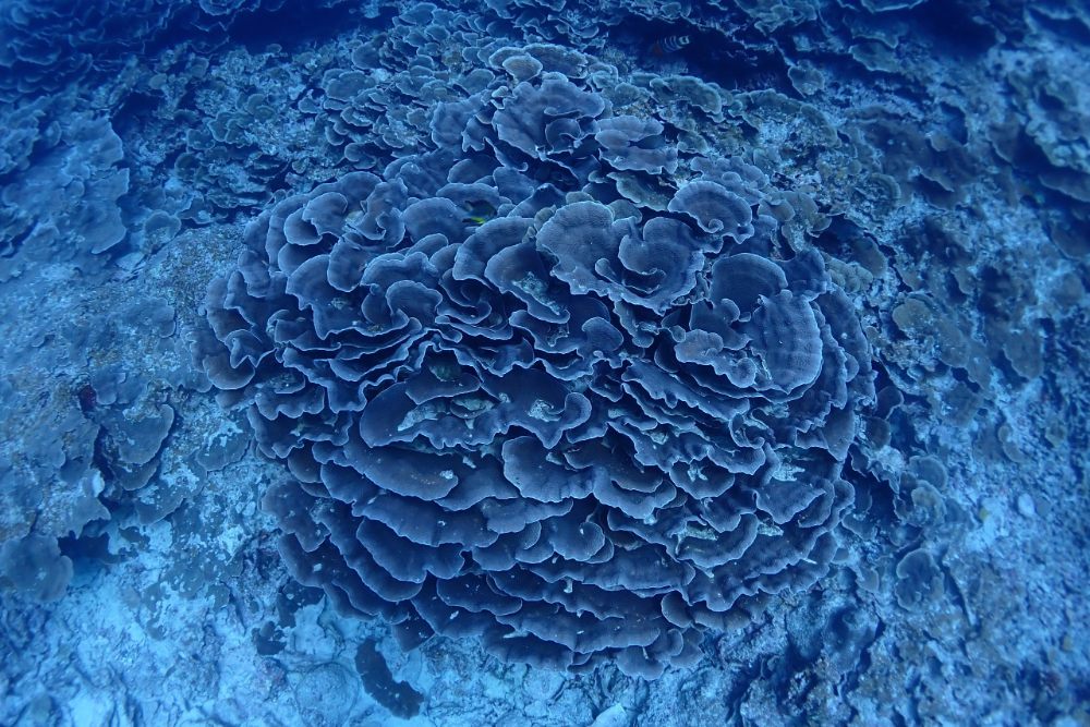 石垣島以藍珊瑚群、珊瑚種類豐富，海岸線原始自然聞名全球。