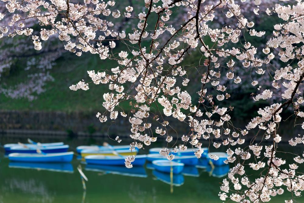 日本櫻花季千鳥淵最浪漫的體驗是划船穿過盛開的粉色花牆，河面上會布滿片片花瓣，仰頭就是花瓣漫天。
