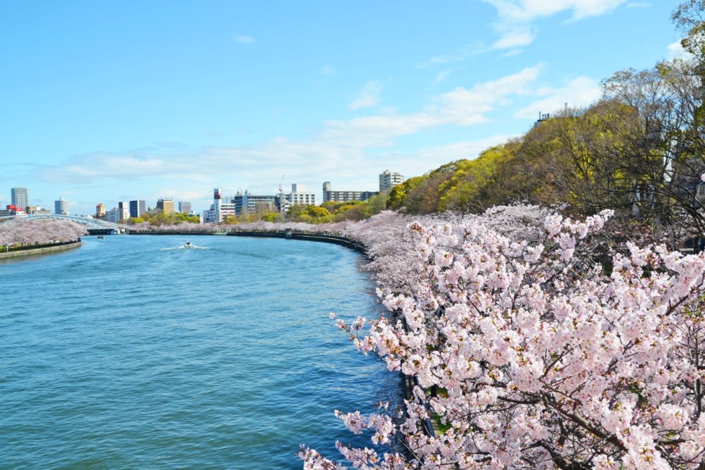 日本櫻花季大川河岸約 4 公里的粉色花廊，遠眺都市高樓與花海交相輝映。（圖片來源：日本觀光局官網）