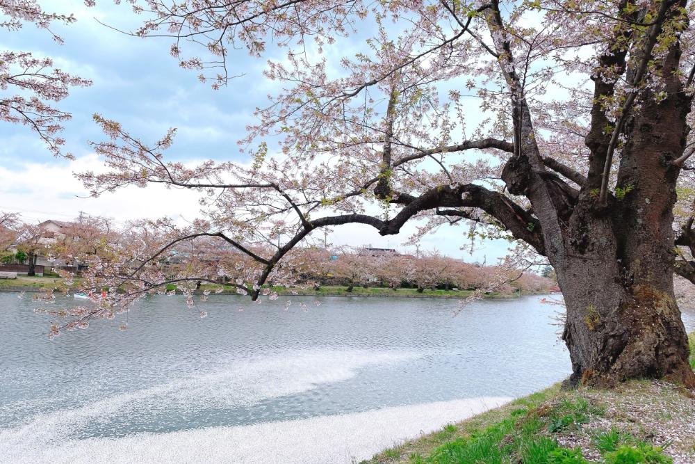 日本櫻花季弘前城護城河水面鋪滿飄落花瓣，形成粉色「花筏」。
