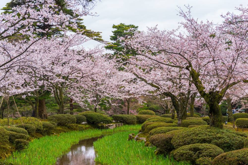 兼六園佔地約3萬坪,每一處造景都藏著對美好生活的嚮往,隨四季更迭展現不同風貌。(圖片來源:shutterstock)