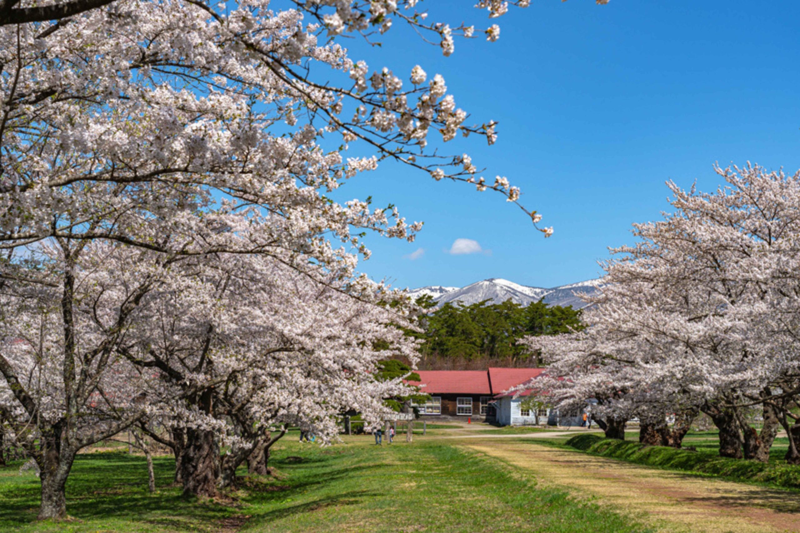 日本4 月中旬～黃金週前，正值百花盛開的春季，非常適合安排戶外活動。（圖片來源：Shutterstock）