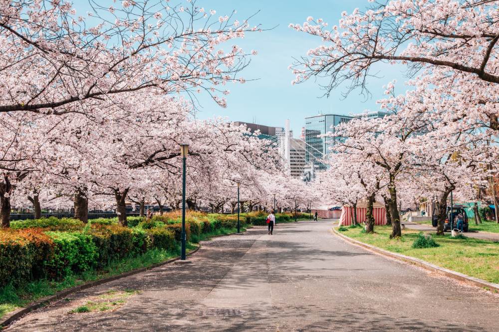 想前往日本欣賞櫻花美景，建議提前半年以上預訂機票與住宿。（圖片來源：Shutterstock）